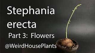 Stephania erecta Plant Care 3 Flowers [upl. by Grounds]