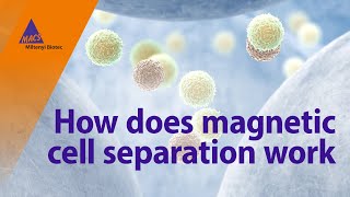 How does magnetic cell separation work [upl. by Tena]