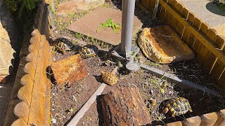 Outdoor Tortoise Enclosure UK  Hermanns Tortoises  My Setup [upl. by Atinrahc]