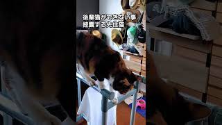 後輩猫ができないこと披露する先住猫 shorts short cat 三毛猫 [upl. by Haynes631]