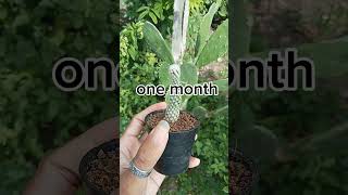 Easy for growing baby plant from mother cactisucculentreview succulent cactus plants cactilove [upl. by Darell]