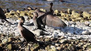 Cormorani e Marangone minore  Great Cormorant and Pygmy Cormorant [upl. by Eppilihp]