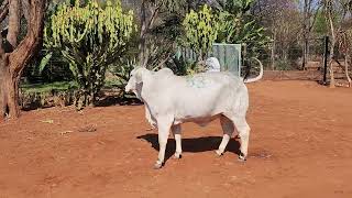 AU ALBIDUS BRAHMAN PRODUCTION AUCTION 26 OCT 2024 11H WARMBAD VEEMARK BELA BELA [upl. by Mossolb]