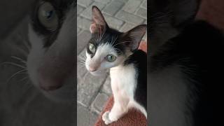 Black white cat is funny suarakucing catssound cutecat catvideos kitten cat catlover [upl. by Nauhs433]