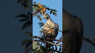 Eurasian Collared Dove Call  Bird Sounds [upl. by Oigres97]