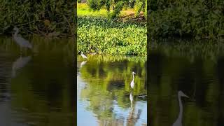 SNOWY EGRETS LOOKING SHARP 👀 egret nature wildanimals wildlife birdwatching bird looking 😍 [upl. by Wolfram162]