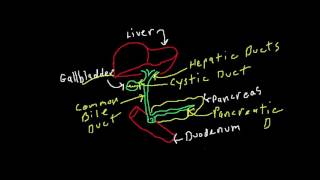 The Biliary Tree  Bile Ducts [upl. by Pitts]