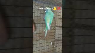 budgies parrot no release ⚠️❌shorts trending akash viralshort birds [upl. by Nosnarb]