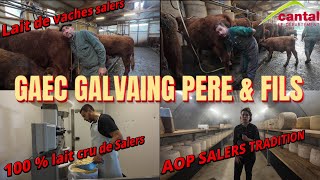 GAEC GALVAING PERE amp FILS SALERS traite fabrication et Affinage SALERS TRADITION en FAMILLE [upl. by Adilen361]