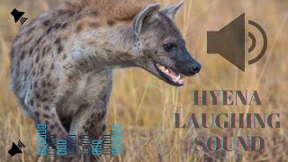 Hyena Laughing sound effect [upl. by Heinrike907]