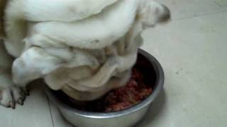 Feeding English bulldogs BARF diet  bones and raw food [upl. by Carmelita]