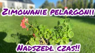 Zimowanie pelargonii  jak przezimować pelargonie [upl. by Eada323]