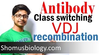 VDJ recombination  antibody class switching [upl. by Airun]