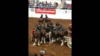 Budweiser Clydesdale Horses accident [upl. by Dallis40]