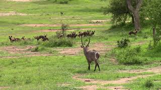 Waterbuck Walks Near Large Pack of Wild Dogs in Kruger [upl. by Gresham]