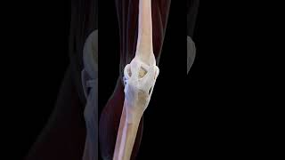 3d animation of the movement of the knee meded anatomy [upl. by Eirelav]