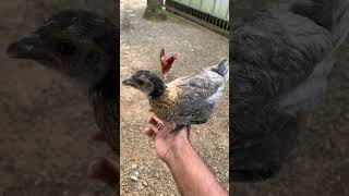 കോഴിക്ക് മരുന്ന് മേടിക്കാൻ പോയപ്പോൾ farmer chicken farming medical [upl. by Holofernes]