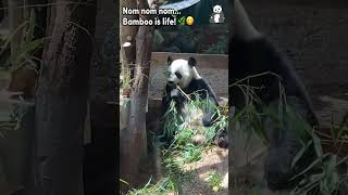 Adorable Panda Enjoys Bamboo—Try Not to Smile 😊🐼💕 panda CuteAnimals PandaEatingBamboo [upl. by Neron988]