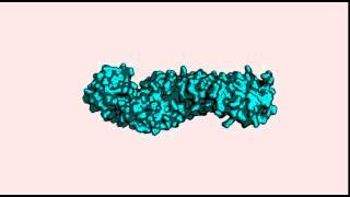 Mouse betacatenin ctnnb1 structure [upl. by Lazaro]