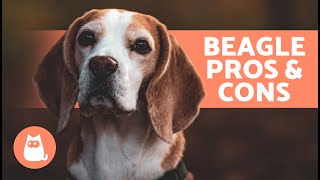 BENEFITS of Adopting a BEAGLE🐶✅ Top 7 ADVANTAGES [upl. by Amado166]