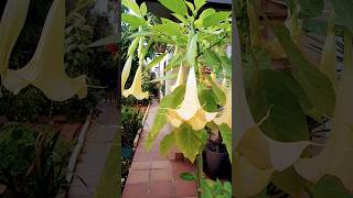 Brugmansia o trompeta de Ã¡ngeles [upl. by Elleda]