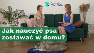 Pies sam w domu – jak go do tego przygotować ✦ PORADY BEHAWIORYSTY odc 3 [upl. by Aseram386]