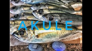 Hawaii Fishing Oahu  Akule [upl. by Ynahteb]