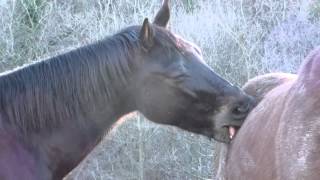 Horses playing and annoying each other [upl. by Rafaello392]