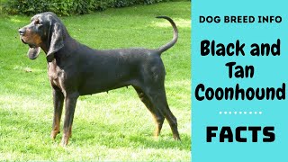 Black and Tan Coonhound dog breed All breed characteristics and facts about Black and Tan Coonhound [upl. by Ardna]