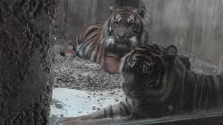 Sumatra Tiger  Luchse  Asiatische Elefanten  Zoo Osnabrück [upl. by Henebry]