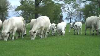 British White Cows amp Calves  Spring Walk Thru the CowCalf Herd  March 21 2012 [upl. by Yeslrahc]