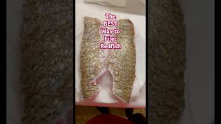 How to Perfectly Filet Redfish Step by Step shorts fishing redfish [upl. by Innattirb]