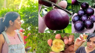 Variety fruits harvesting kerala 🍒🫐  manila tennis ball cherry kerala [upl. by Irbua723]