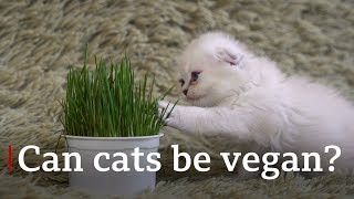 Can cats be vegan [upl. by Analla]