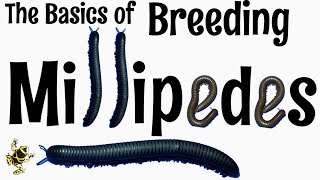 OUTDATED Breeding Millipedes [upl. by Leahcimnaes]