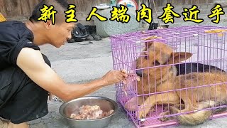 家里来了条成年昆明犬，新主人赶紧端来一大盆肉套近乎，生怕被咬 [upl. by Idalina]