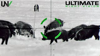 Texas Hunter Eliminates Hundreds of Feral Hogs with MilitaryGrade Sniper Scope [upl. by Sheilah327]