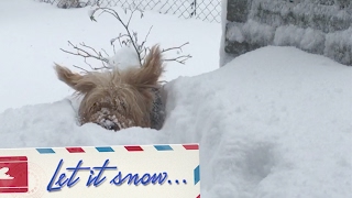 Hund bleibt im tiefen Schnee stecken  super lustig amp witzig  lol [upl. by Ydnirb]