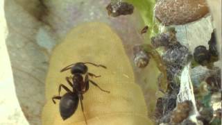 Myrmecophily  Lasius niger attrackted by a caterpillar of Iolana iolas [upl. by Annoid]