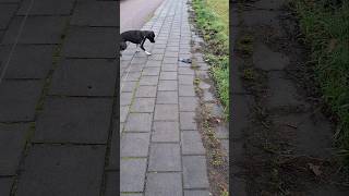 Handschoen gevonden playingdog dog funny bordercolliestafford animal animaldog [upl. by Bently]