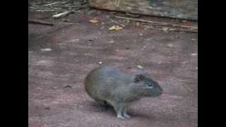 Wild Guinea Pigs Cavia aperea [upl. by Yesmar]