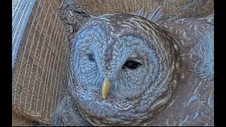 Owl nesting box in Wake Forest NC [upl. by Nuawtna156]