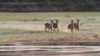 Wild Dogs Chase Waterbuck [upl. by Lananna]