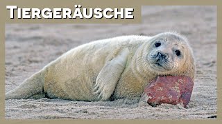 Tiergeräusche  Robbe 🦭 [upl. by Nelad]