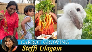 Carrot Growing Vlog in Tamil  Carrot Cupcake  Carrot Jam  Giveaway Winners [upl. by Jermayne958]