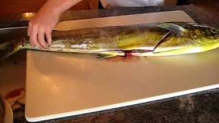 How to Properly Filet a Fresh Caught Dolphin  Mahi Mahi [upl. by Millburn]