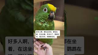 Is this parrot a talkative bird 这孩子有点大舌头啊？看看智商有几岁了呀？这鸟是话痨不？鹦鹉 Parrot [upl. by Dumanian497]