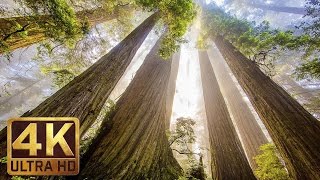 The Tallest Trees on Earth  4K Nature Documentary Film  Redwood National and State Parks [upl. by Merritt]