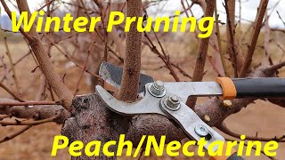 Pruning Fruit Trees 101  Peach amp Nectarine Tree Pruning [upl. by Arammahs504]