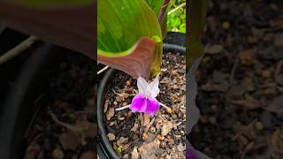 Unusual plant Kaempferia rotunda in flower [upl. by Nihhi]